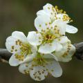 Kirschblüte